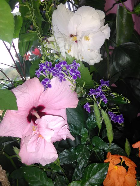  - Hibiscus 2015-2024