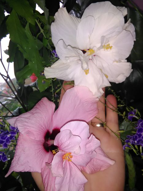  - Hibiscus 2015-2024