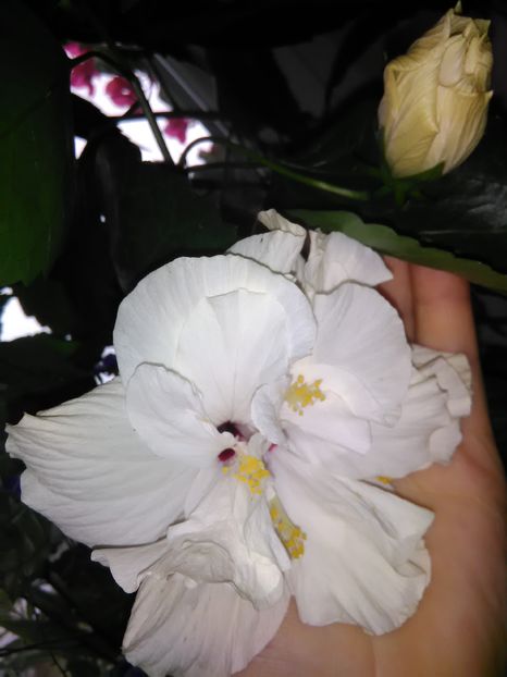  - Hibiscus 2015-2024