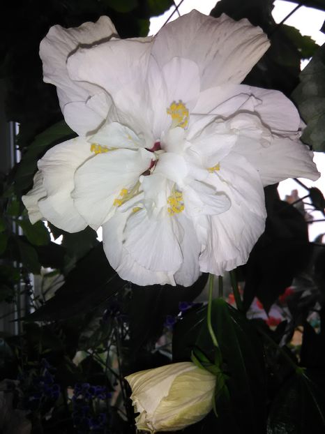  - Hibiscus 2015-2024