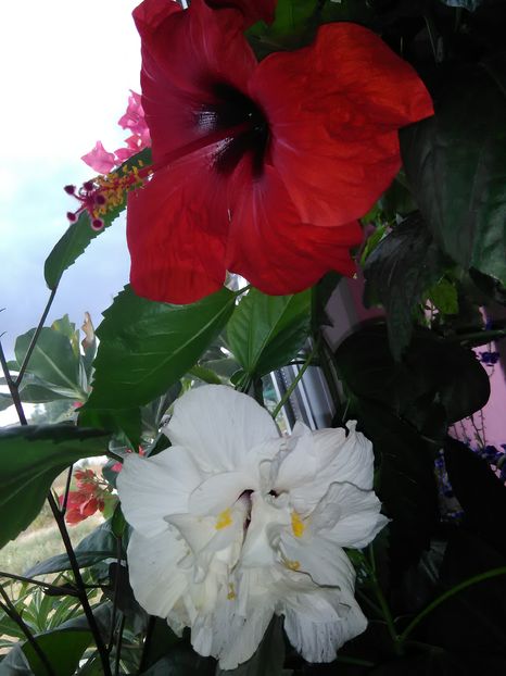  - Hibiscus 2015-2024