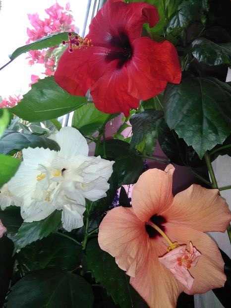  - Hibiscus 2015-2024
