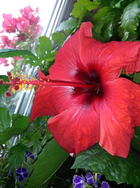  - Hibiscus 2015-2024