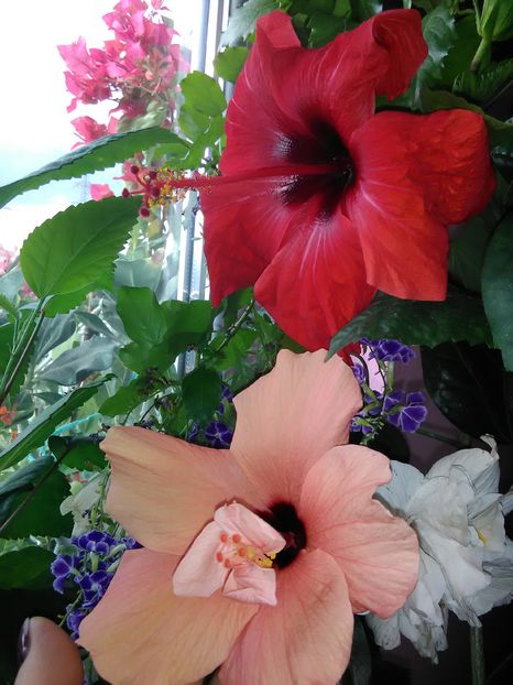  - Hibiscus 2015-2024