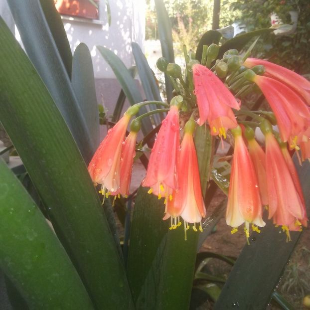  - CLIVIA