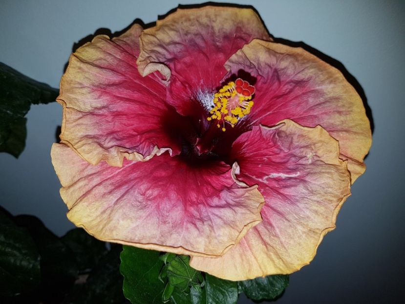  - Hibiscus Space Mystery