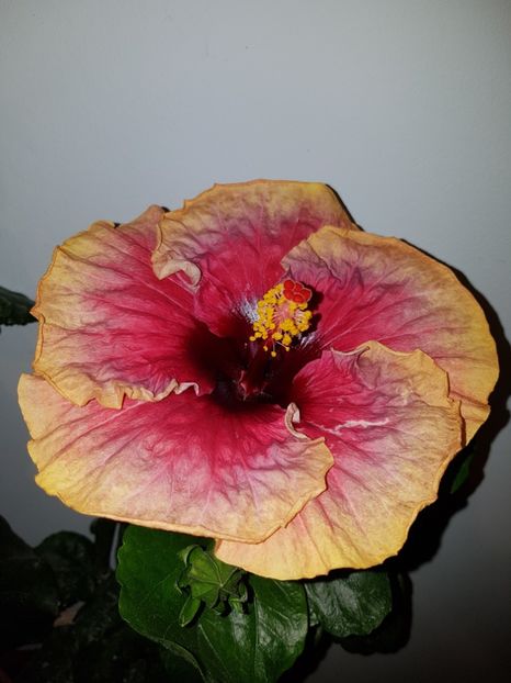  - Hibiscus Space Mystery