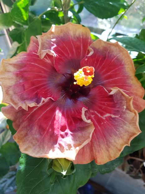  - Hibiscus Space Mystery