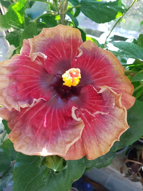  - Hibiscus Space Mystery