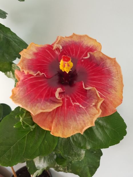  - Hibiscus Space Mystery