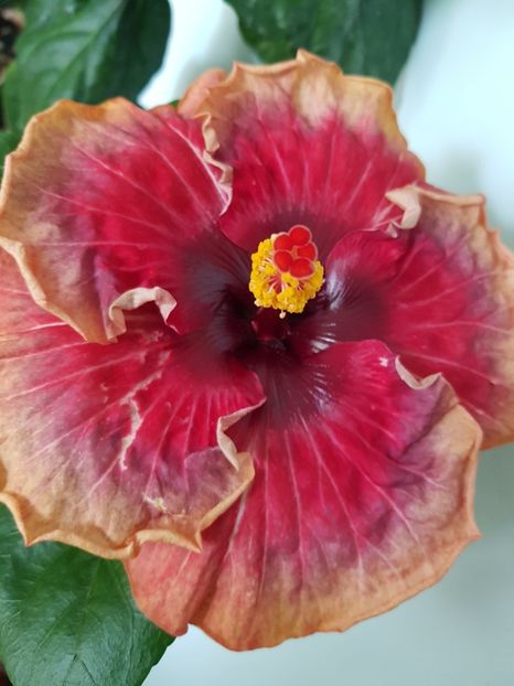  - Hibiscus Space Mystery