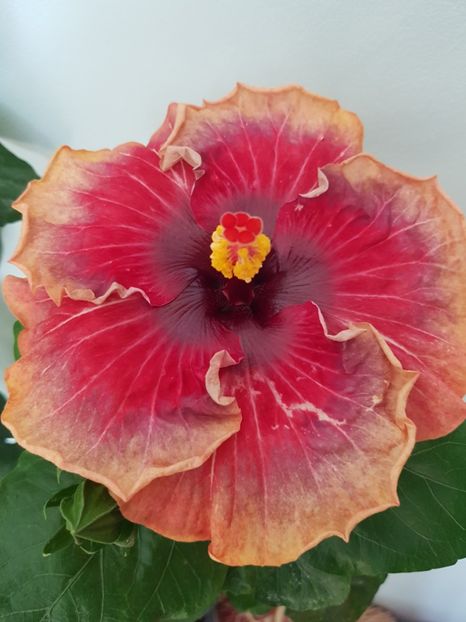  - Hibiscus Space Mystery