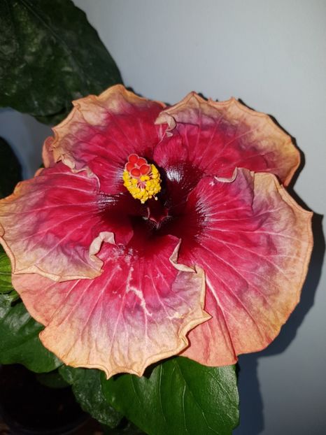  - Hibiscus Space Mystery