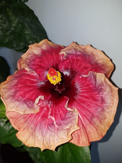  - Hibiscus Space Mystery