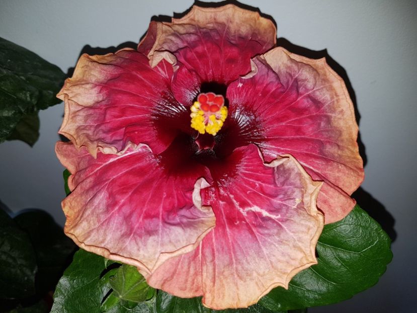  - Hibiscus Space Mystery