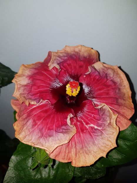  - Hibiscus Space Mystery