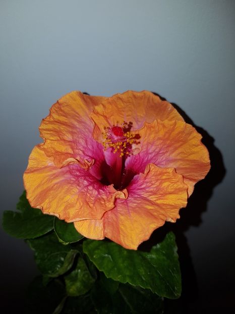  - Hibiscus Erin Rachel