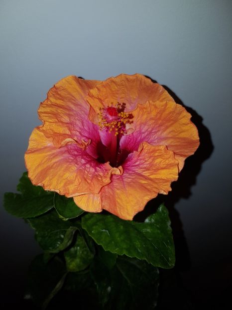  - Hibiscus Erin Rachel