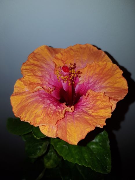  - Hibiscus Erin Rachel