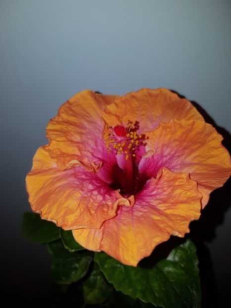  - Hibiscus Erin Rachel