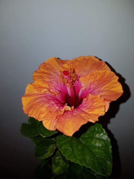  - Hibiscus Erin Rachel