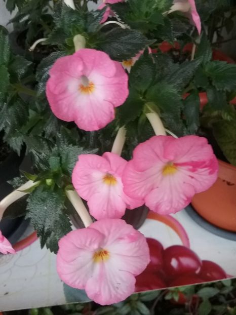 ROYAL BLUSH - AA RIZOMI ACHIMENES 2022