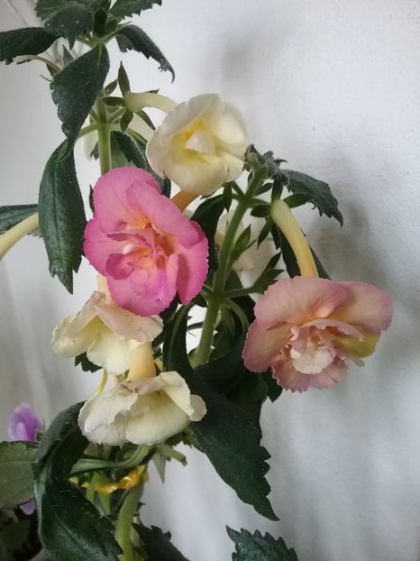 YELLOW ENGLISH ROSE - AAA RIZOMI ACHIMENES DISPONIBILI -2023