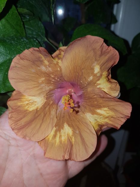  - Hibiscus Antique Treasure
