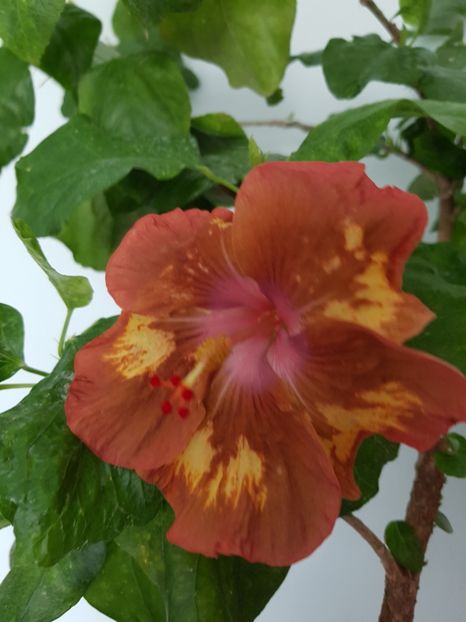  - Hibiscus Antique Treasure