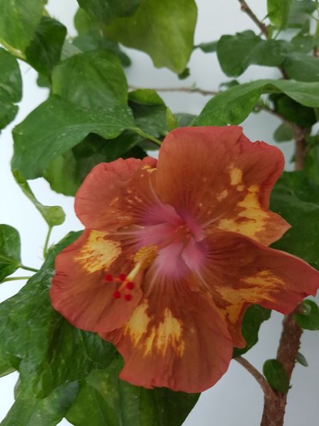  - Hibiscus Antique Treasure