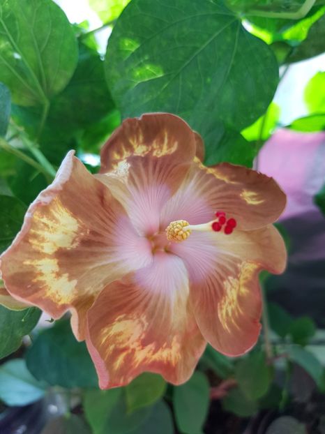  - Hibiscus Antique Treasure