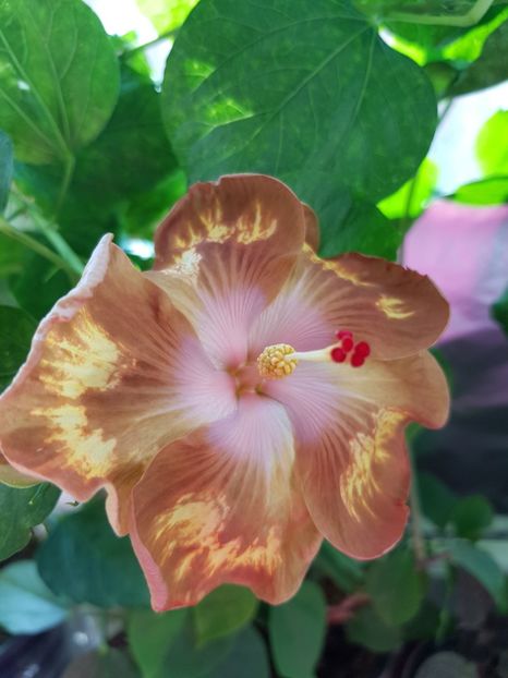  - Hibiscus Antique Treasure