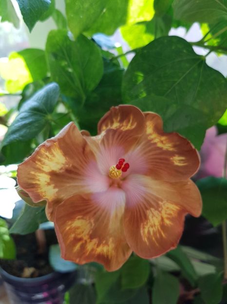  - Hibiscus Antique Treasure