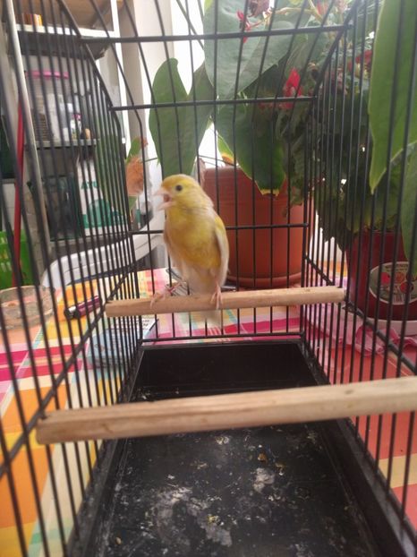  - 00 Canari de culoare