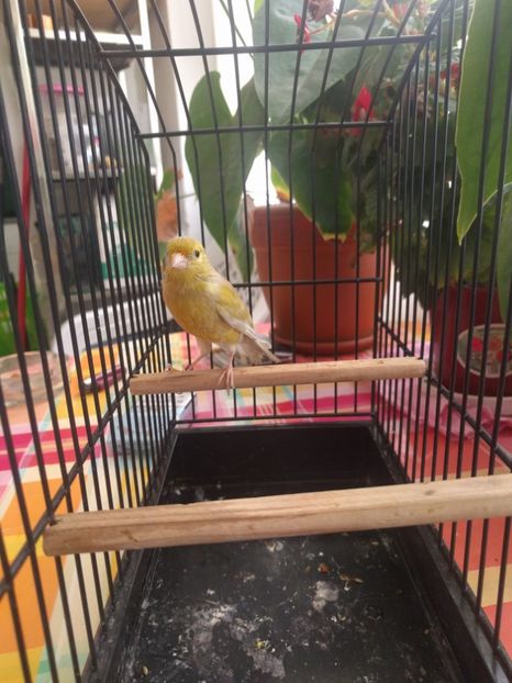  - 00 Canari de culoare
