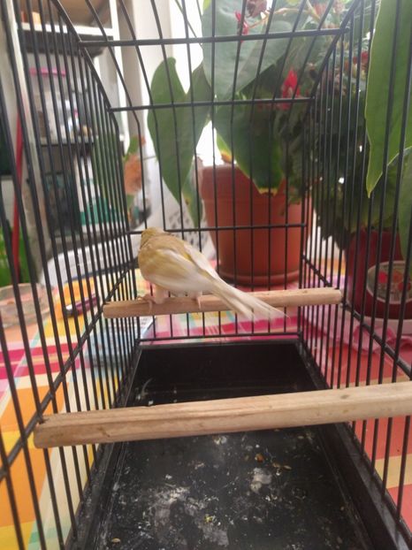  - 00 Canari de culoare