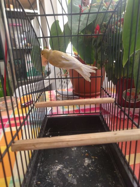  - 00 Canari de culoare