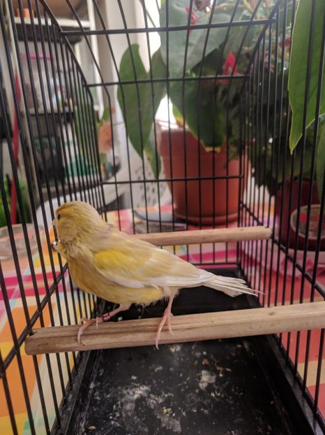  - 00 Canari de culoare