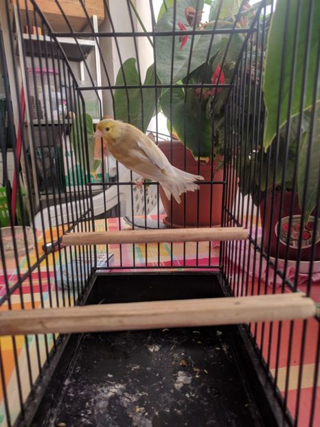  - 00 Canari de culoare