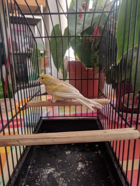  - 00 Canari de culoare