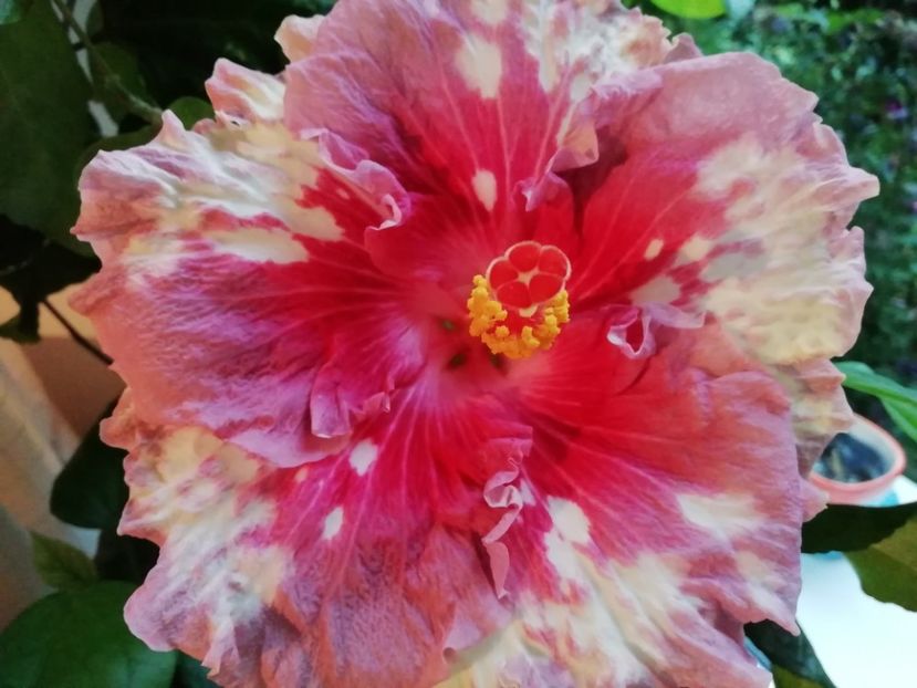 a doua zi, 26.09.2019 - Asia Rosette Nebula - l-am pierdut