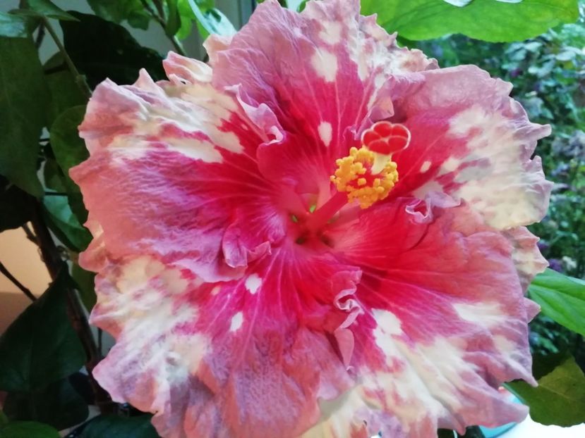  - Asia Rosette Nebula - l-am pierdut