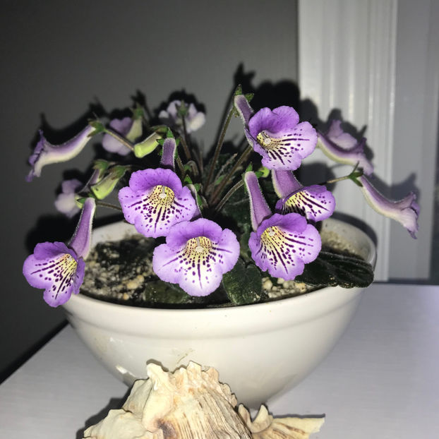  - Plante de interior 2019