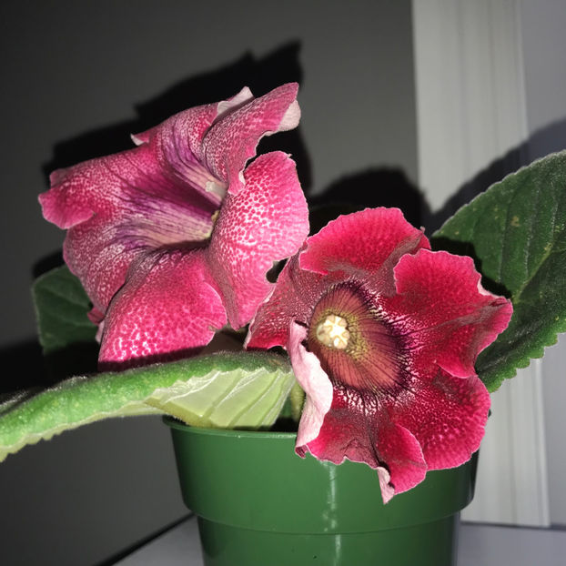  - Plante de interior 2019