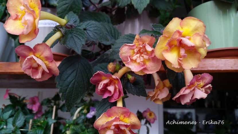  - xA Alexandra Shvelidze