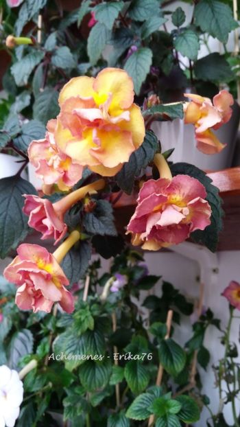  - xA Alexandra Shvelidze