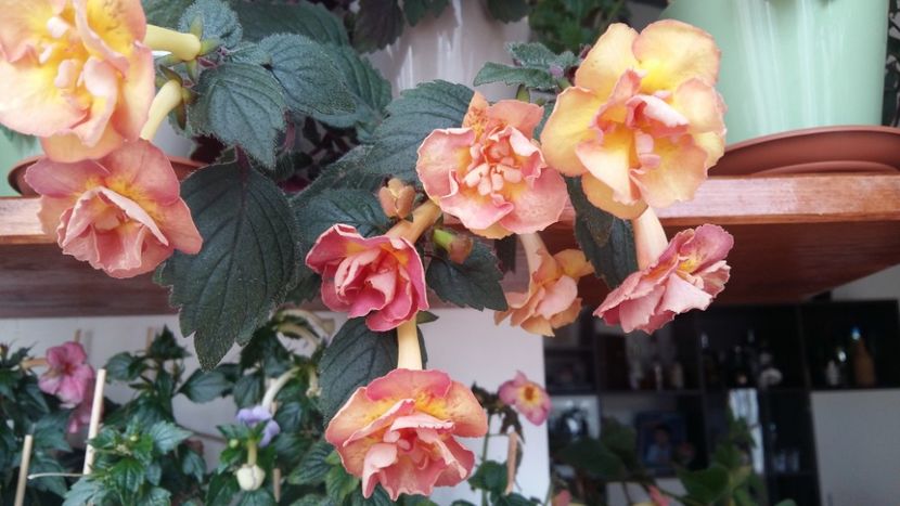  - xA Alexandra Shvelidze