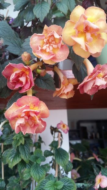  - xA Alexandra Shvelidze