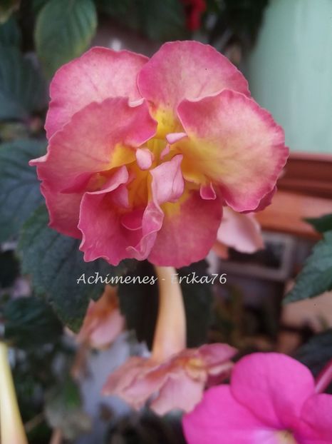  - xA Alexandra Shvelidze