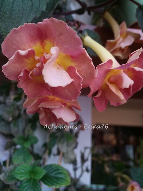  - xA Alexandra Shvelidze